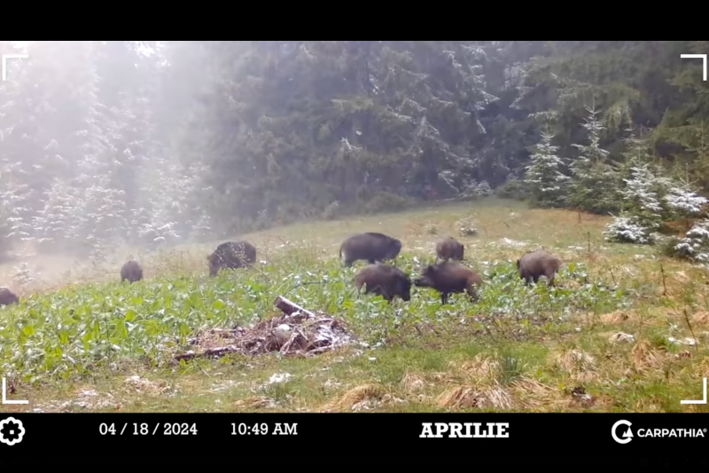 VIDEO Două minute de imagini surprinse în sălbăticia Munților Făgăraș