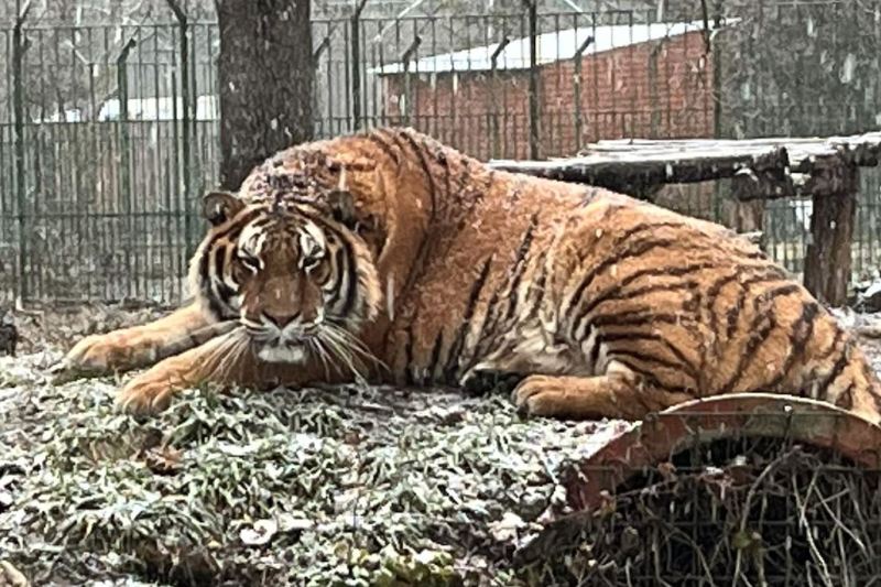 Tigru de la Zoo Pitești. Foto: Facebook / Grădina Zoologică Pitești