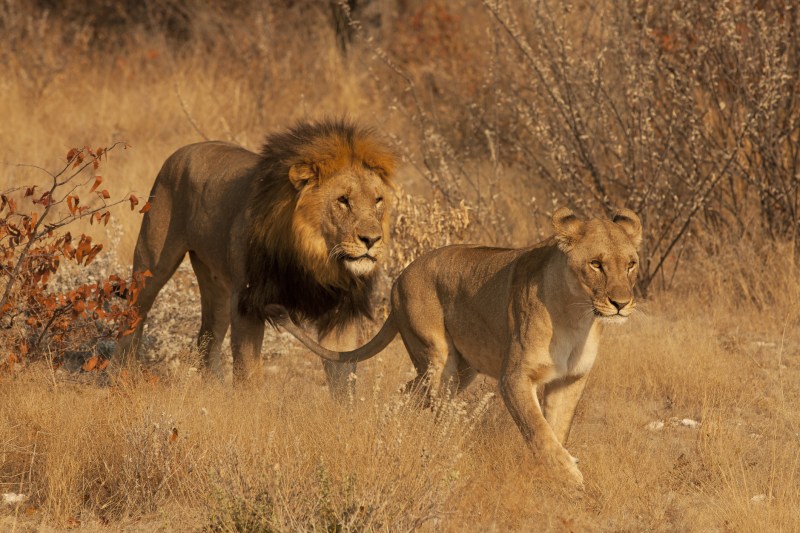 FOTO Supraviețuire miraculoasă în Zimbabwe. Un băiat de opt ani a trăit cinci zile printre lei și elefanți. Ce l-a ajutat să rămână în viață