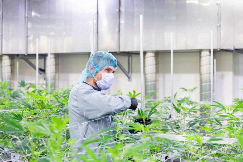 Plantație de cannabis în scopuri medicale a producătorului german Demecan. Foto: Sylvio Dittrich / imago stock&people / Profimedia