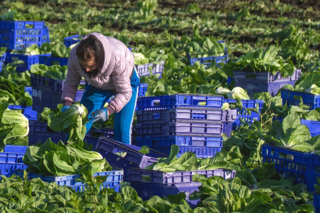 Lucrătoare din România la o fermă din Marea Britanie/Foto: MediaWorldImages / Alamy / Profimedia