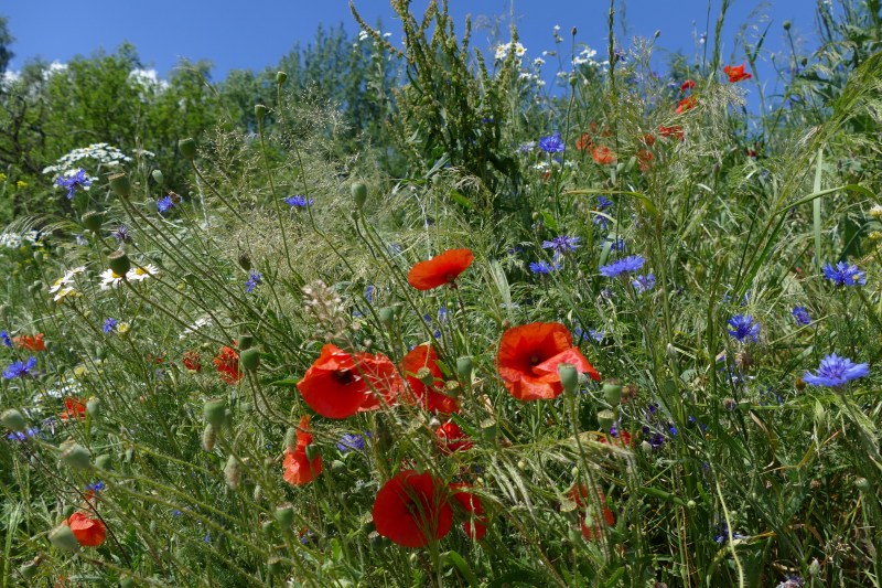 Comoara din România pe lângă care noi trecem fără să ne uităm: „Un simbol al unui mod de viață pe cale de dispariție”