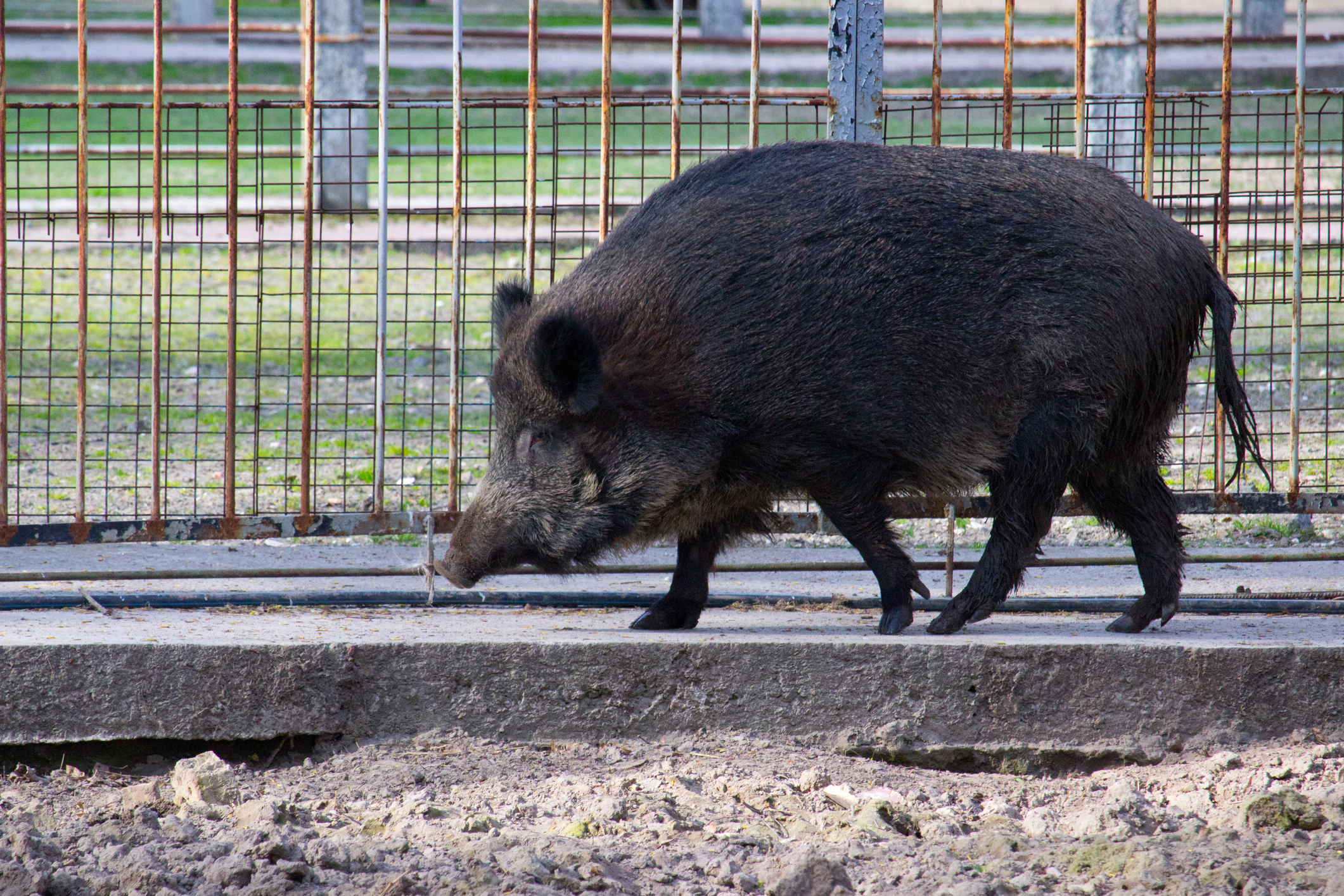 Porc mistreț pe o stradă din Voluntari-Pipera. Mes