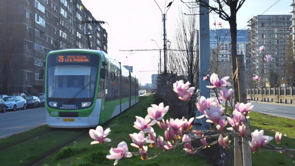 Magnolia de pe Bulevardul Timișoara care nu se poate hotărî de unde să ia tramvaiul 25: din stația Sergent Moise sau de la Sibiu? | Sursa foto: Victor Silaghi