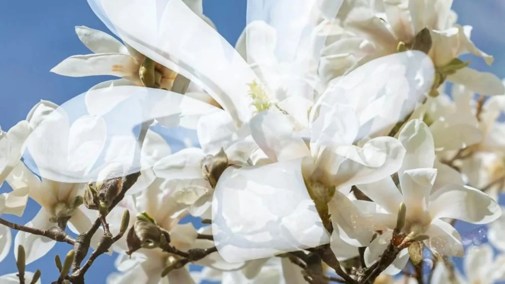 VIDEO I Magnifica Yulan, una dintre cele mai rare magnolii din lume. Ce o face atât de specială și unde o găsești în București / Sursa foto: Pexels.com