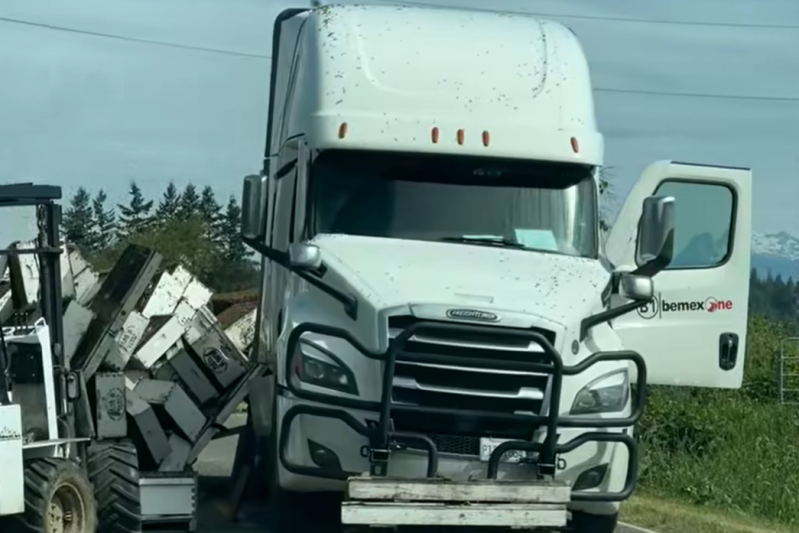 VIDEO Sute de milioane de albine sunt în libertate după ce TIR-ul care le transporta s-a răsturnat. Apicultorii încearcă să le prindă