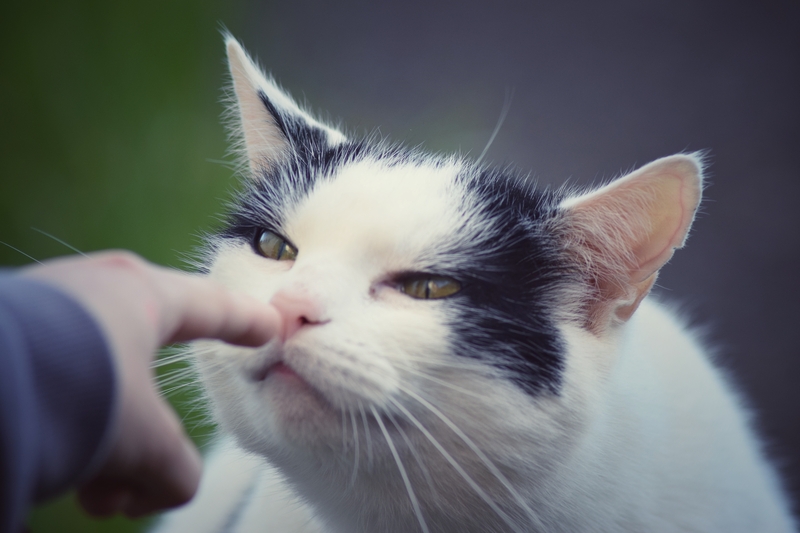 Un nou studiu arată cât de uimitoare sunt pisicile. Pot distinge între mirosul stăpânului și cel al unui străin