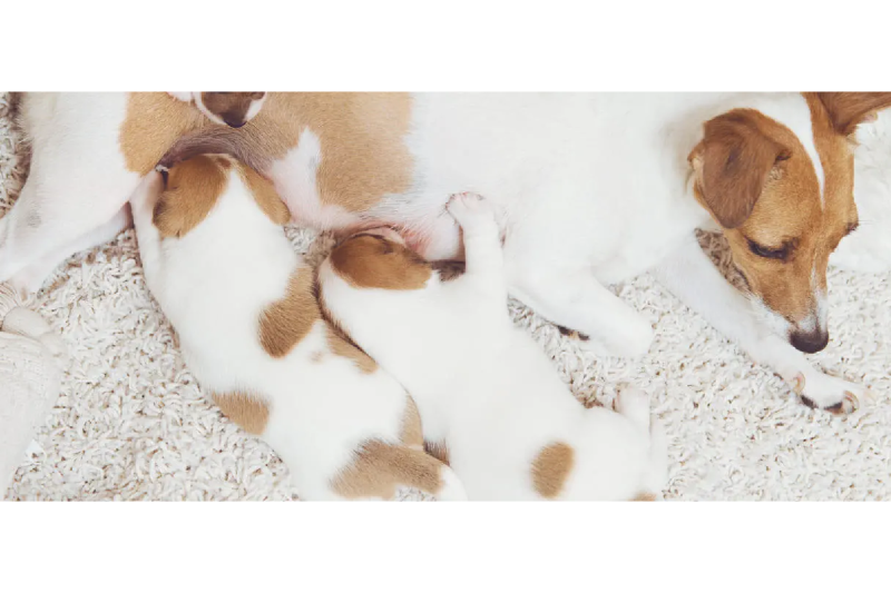 Mastita la câini: Ce trebuie să știi pentru a proteja sănătatea mamei și a puilor