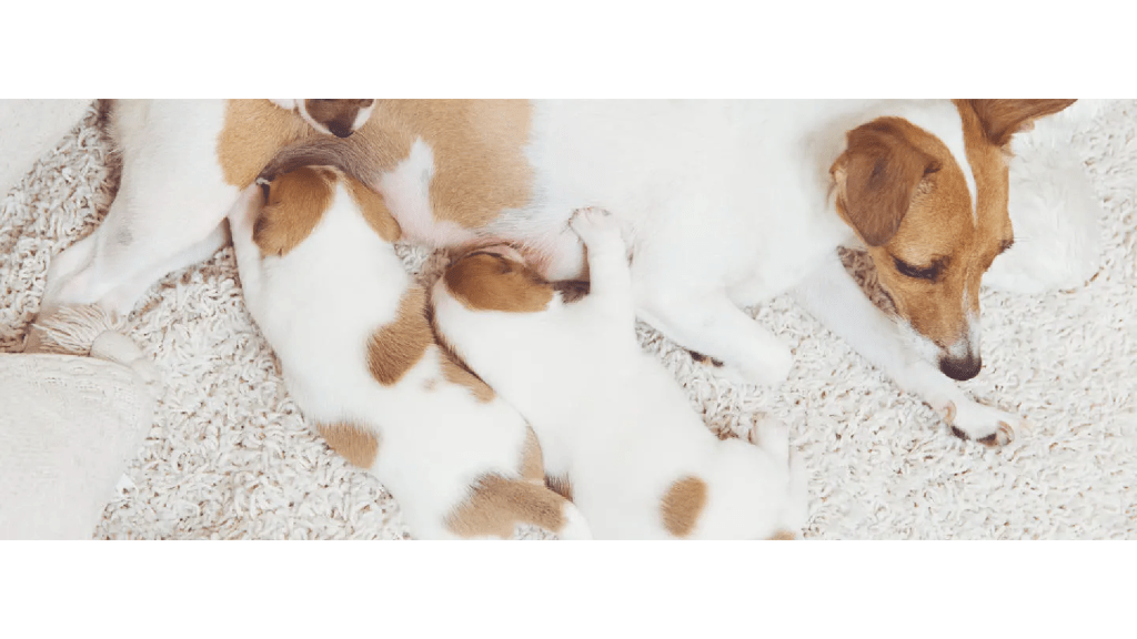 Mastita la câini: Ce trebuie să știi pentru a proteja sănătatea mamei și a puilor