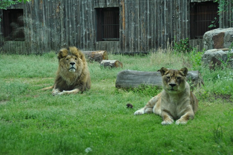 Grădina Zoologică București s-a redeschis la șapte zile după ce a fost închisă de vijelia din București. Primăria Capitalei anunță acum un program special