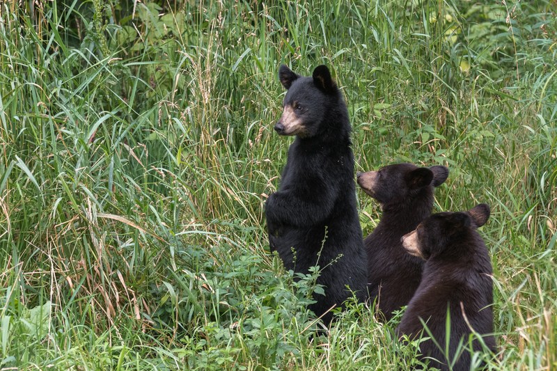Ce s-a întâmplat cu cei trei pui ai ursoacei care a ucis un motociclist pe Trasfăgărăşan. Anunțul autorităților