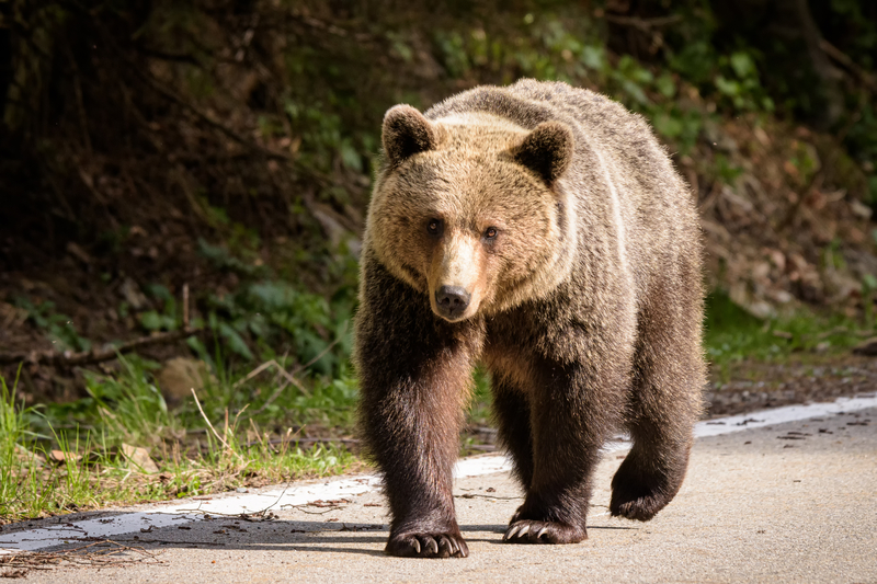 VIDEO Tânăr urmărit de un urs, salvat de jandarmi în Bistrița-Năsăud. Și-a abandonat treptat din lucruri, inclusiv motocicleta