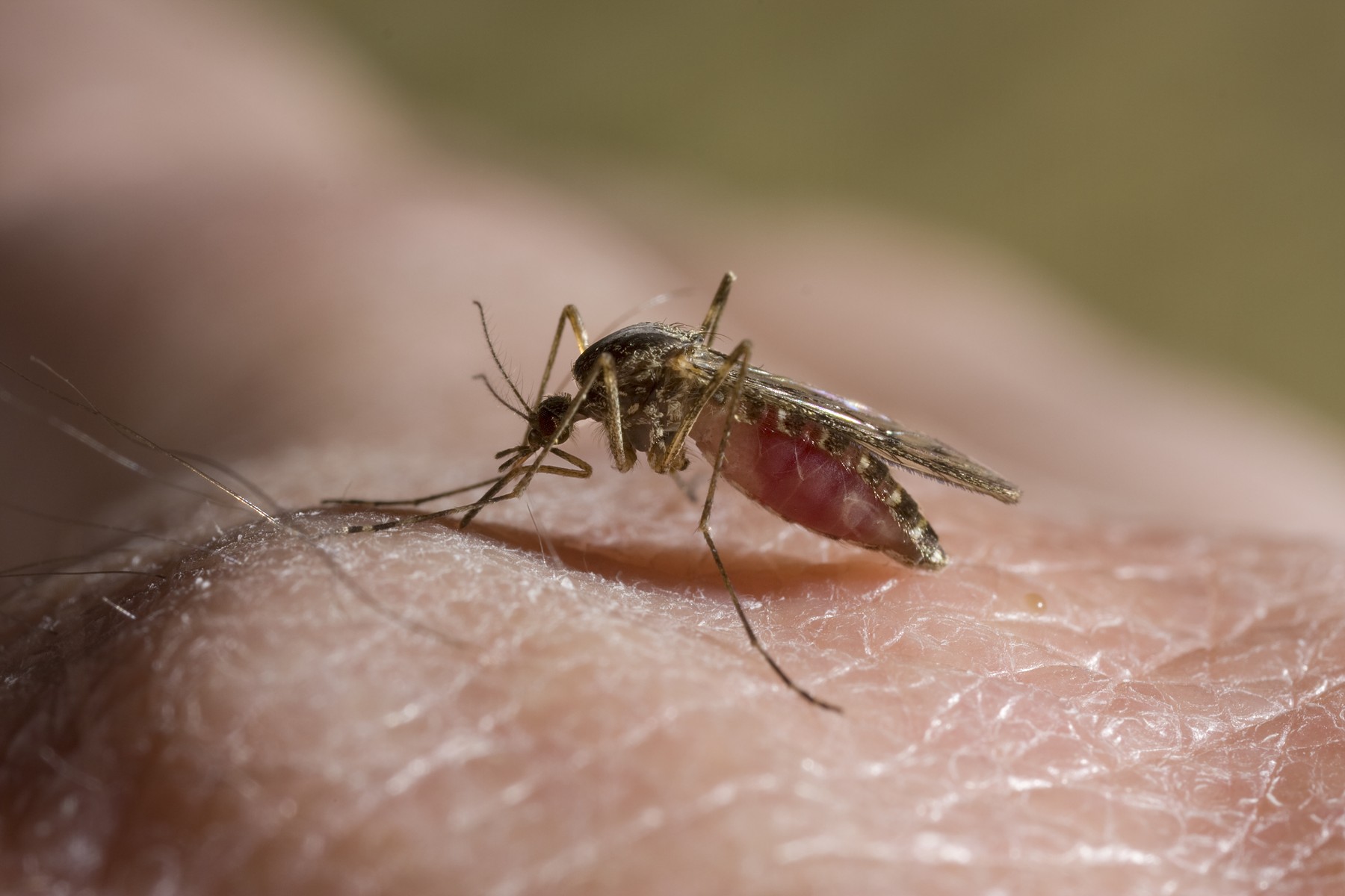 Primul caz de virus Chikungunya confirmat în România