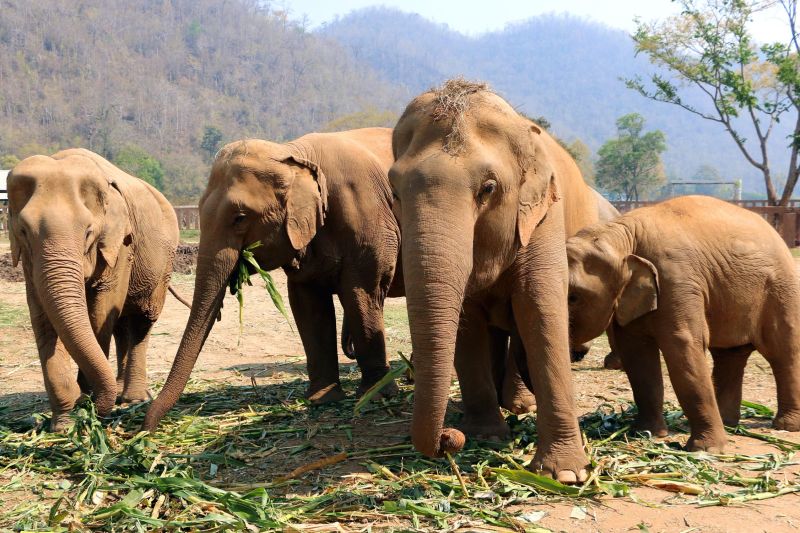 Cum este folosită inteligența artificială pentru a salva elefanții care sunt în pericol să fie loviți de tren