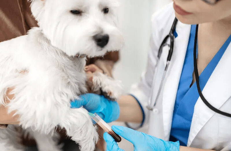 Cum se manifestă boala Lyme la câini: simptome, diagnostic și tratament