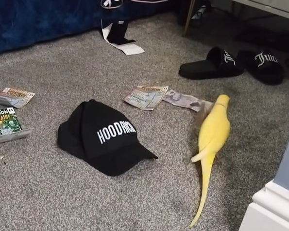 VIDEO Un papagal vorbitor a ajutat polițiștii să închidă o bandă de traficanți de droguri, în Marea Britanie. „Două pentru 25”