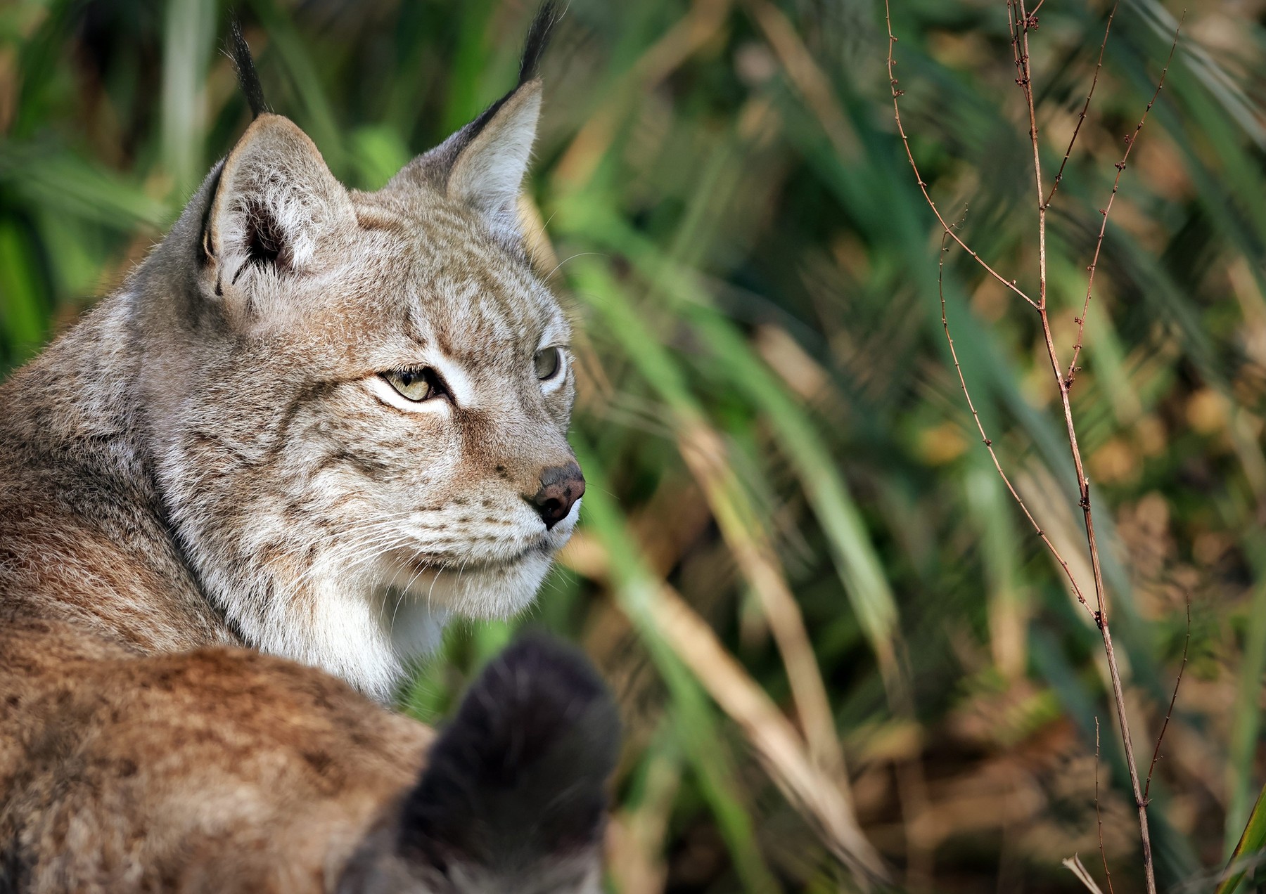 Animal Riata Apel neobișnuit: O grădină zoologică cere „donarea” animalelor de ...