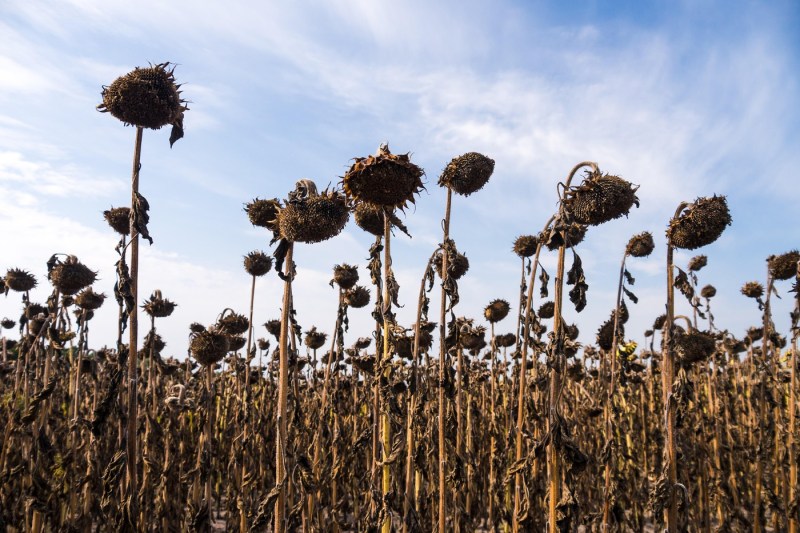 Temperaturile medii anuale din România au crescut cu 3 grade în ultimele decenii. Previziuni sumbre pentru finalul secolului