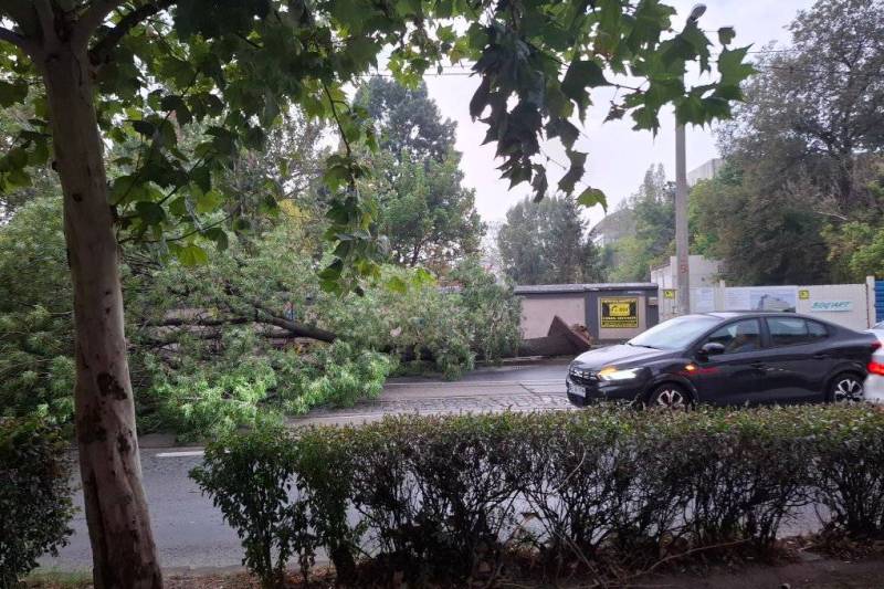 FOTO Cum arată Bucureștiul după furtună. Imagini cu arbori căzuți / Mai multe linii STB au fost blocate, iar o persoană a fost rănită
