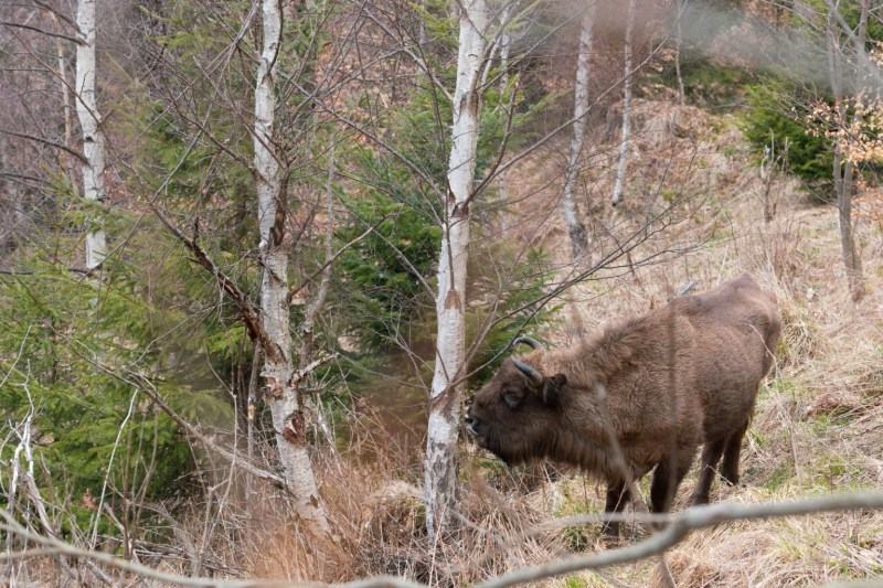 Statul român a dat greș cu urșii. E pregătit de zimbri? / Ce s-a întâmplat în Polonia după eliberarea animalelor în sălbăticie