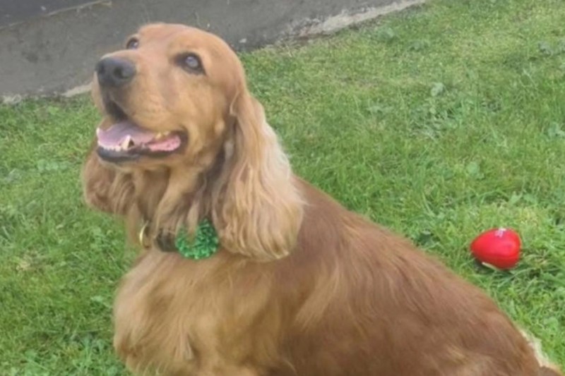 Bailey, un câine închis într-un penitenciar din Irlanda de Nord ca animal de sprijin pentru deținuți, a fost eliberat după proteste publice. „Un episod rușinos”