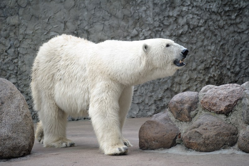VIDEO. Un grup de urși polari a pus stăpânire pe o  stație de cercetare rusească abandonată