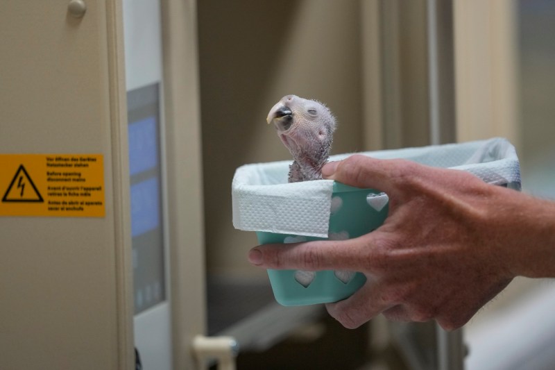 „Arca lui Noe” construită de una dintre cele mai bogate familii din lume a declanșat anchete pe 3 continente din cauza unei specii rare, declarată dispărută în sălbăticie