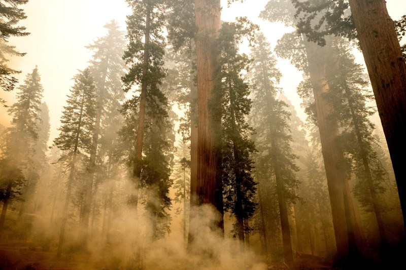 VIDEO Un incendiu de vegetație amenință pădurea seculară de sequoia gigant din California