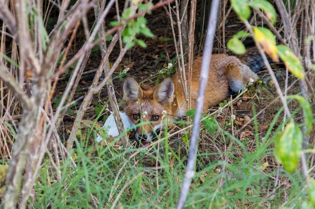 Vulpe în Parcul Natural Văcărești. Foto: Mikhail Varentsov / Shutterstock