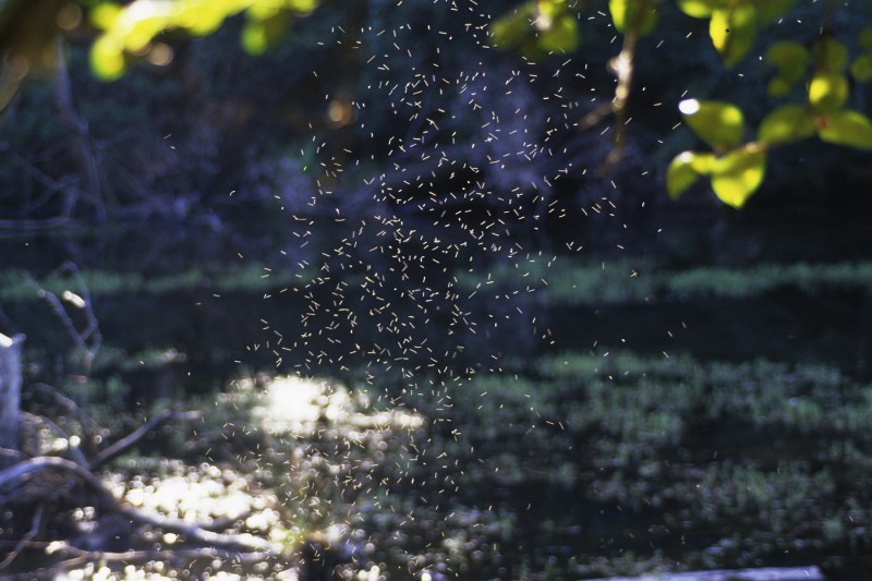 VIDEO Cum arată super-fabrica de țânțari, arma folosită pentru a proteja de „febra oaselor rupte” 140 de milioane de persoane