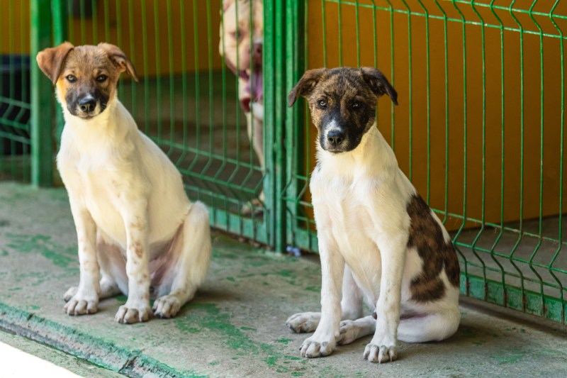 Cum poate adopția unui animal să schimbe două vieți
