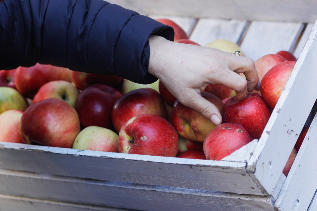 Recoltă de mere. Inquam Photos / Mălina Norocea