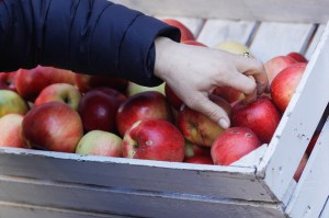 Recoltă de mere. Inquam Photos / Mălina Norocea