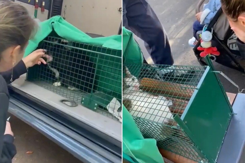 Pisici salvate din blocul din Rahova unde a avut loc o explozie. Imagini: Asociația TNR