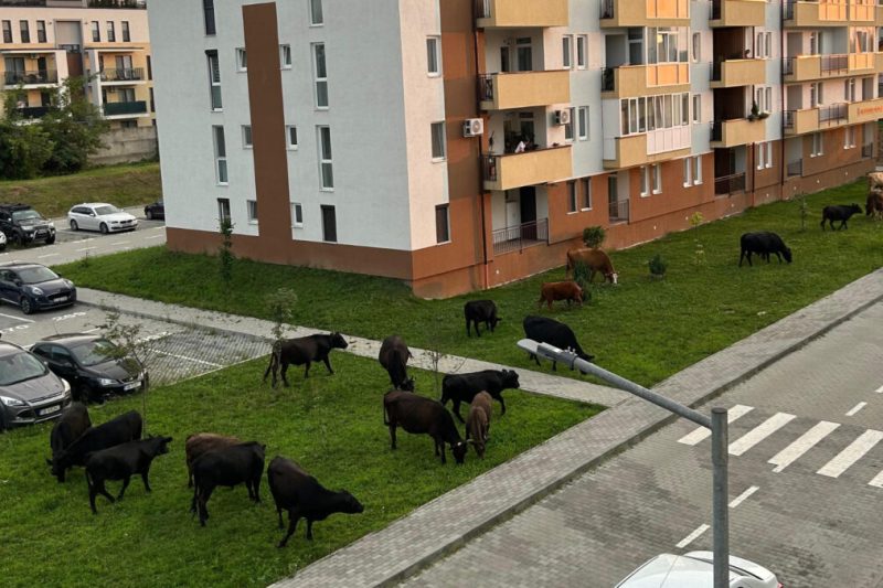 FOTO Vaci care pasc printre blocuri, în Sibiu. Locuitorii unui cartier rezidențial se plâng că animalele distrug spațiile verzi și murdăresc trotuarele