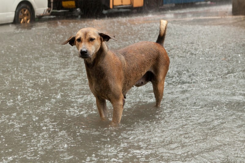Apel către proprietarii de câini, cu câteva ore înaintea codului roșu de ploi abundente: „Poate fi singura lor șansă de supraviețuire”