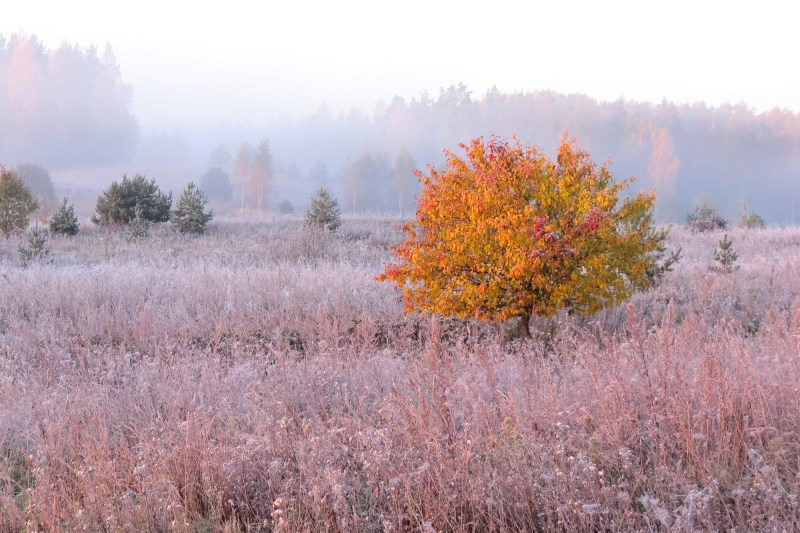 Câmp înghețat toamna. Foto: Kaspars Stirna | Dreamstime.com