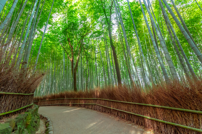 „Cu o singură mușcătură, mi-a distrus brațul”. Ieșit la alergare într-o pădure din Japonia, un bărbat din Noua Zeelandă a avut parte de un coșmar