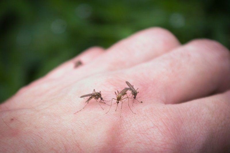 Un țânțar din metroul din Londra le dă bătăi de cap de ceva vreme cercetătorilor. Nu întâmplător, latinii l-au descris ca „enervant”