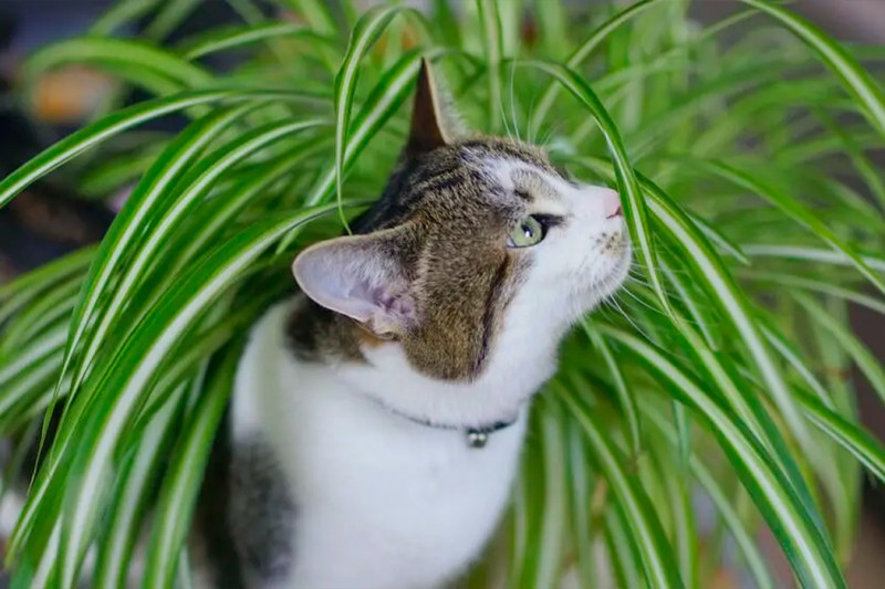 [P] Plante toxice pentru pisici