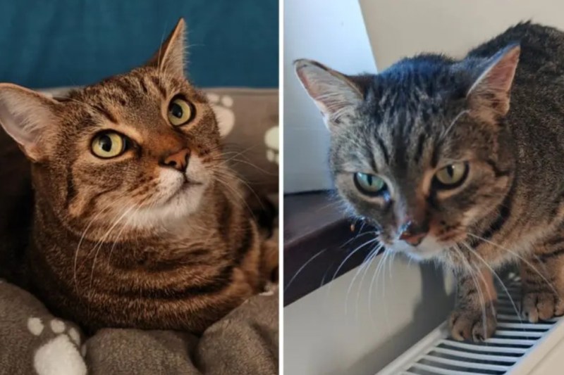 „Tomiță n-a mai putut mânca nimic”. Falsă stomatoloagă veterinară, acuzată că a mutilat animale de companie / Cum aflau stăpânii de intervențiile făcute animalelor 