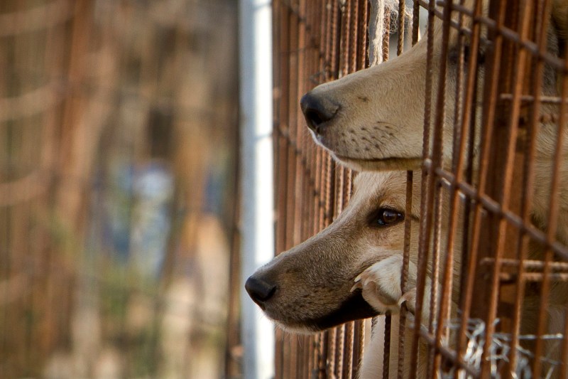 Fotografie ilustrativă de Vadim Ghirda / AP / Profimedia