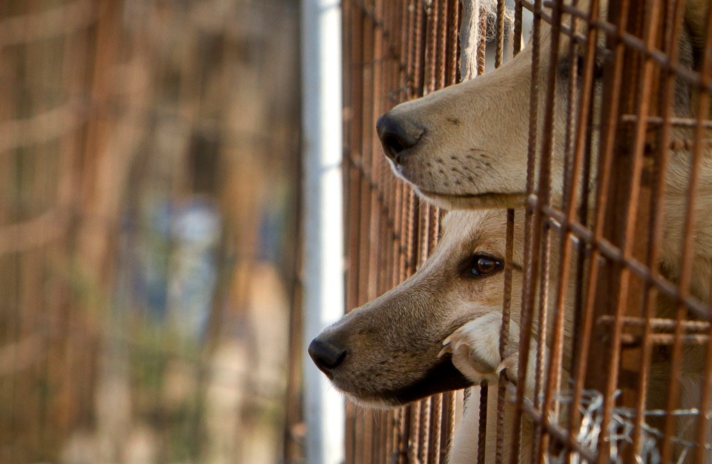 Fotografie ilustrativă de Vadim Ghirda / AP / Profimedia