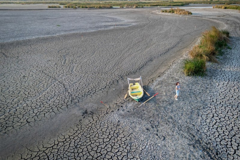 Secetă în balta Comana, septembrie 2024. Foto - Daniel MIHAILESCU / AFP / Profimedia