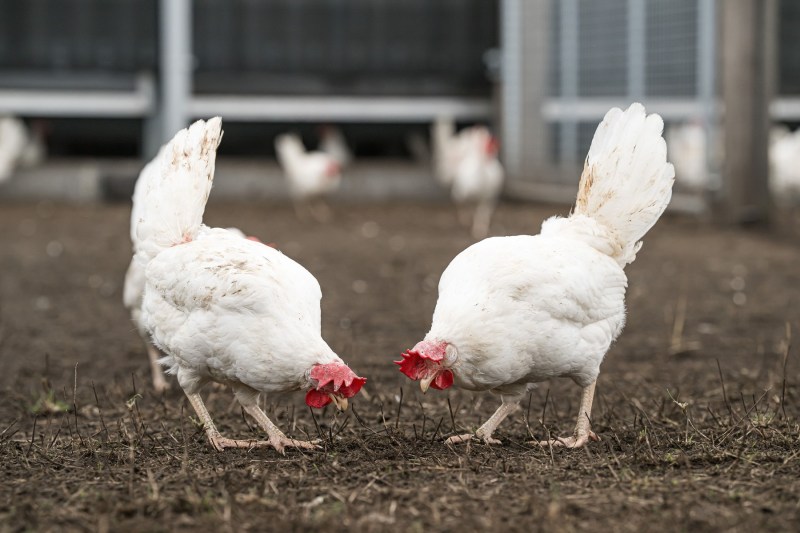 Fermierilor li s-a dat ordin, la nivel național, să nu mai lase găinile în exterior, în Olanda