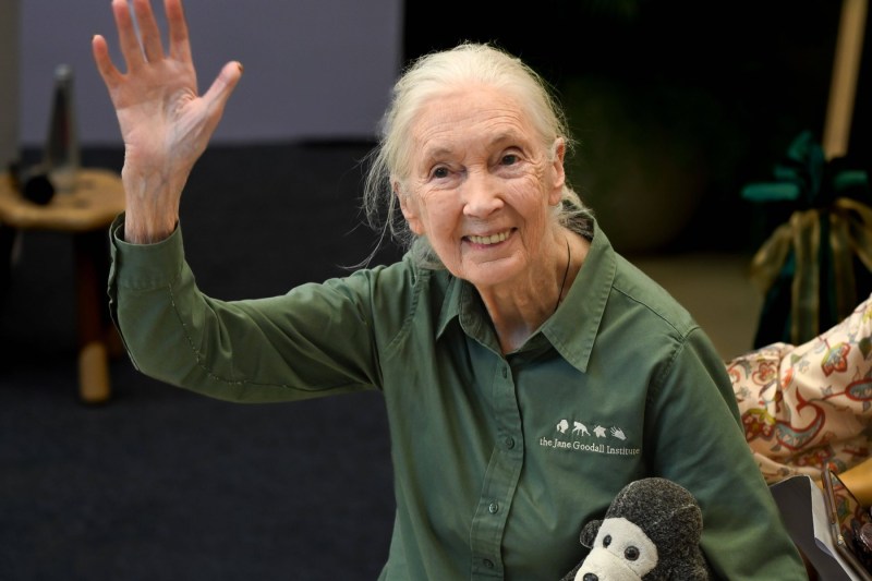 A murit celebra cercetătoare Jane Goodall, pionieră în studiul aprofundat al cimpanzeilor şi apărătoare a faunei sălbatice