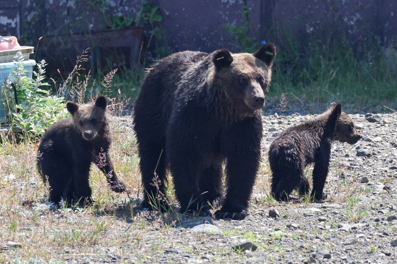 Japonezii din Fukushima încearcă să oprească urșii cu un „zid” sonic