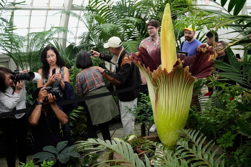 Floarea-cadavru, care miroase a carne putrezită, a dispărut de la o grădină botanică din Germania. „Furtul lui David ne afectează profund”