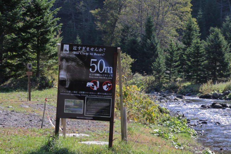 Intervenția armatei, luată în considerare pentru urșii care au atacat mortal un număr record de persoane, în Japonia. Ce arată un studiu recent