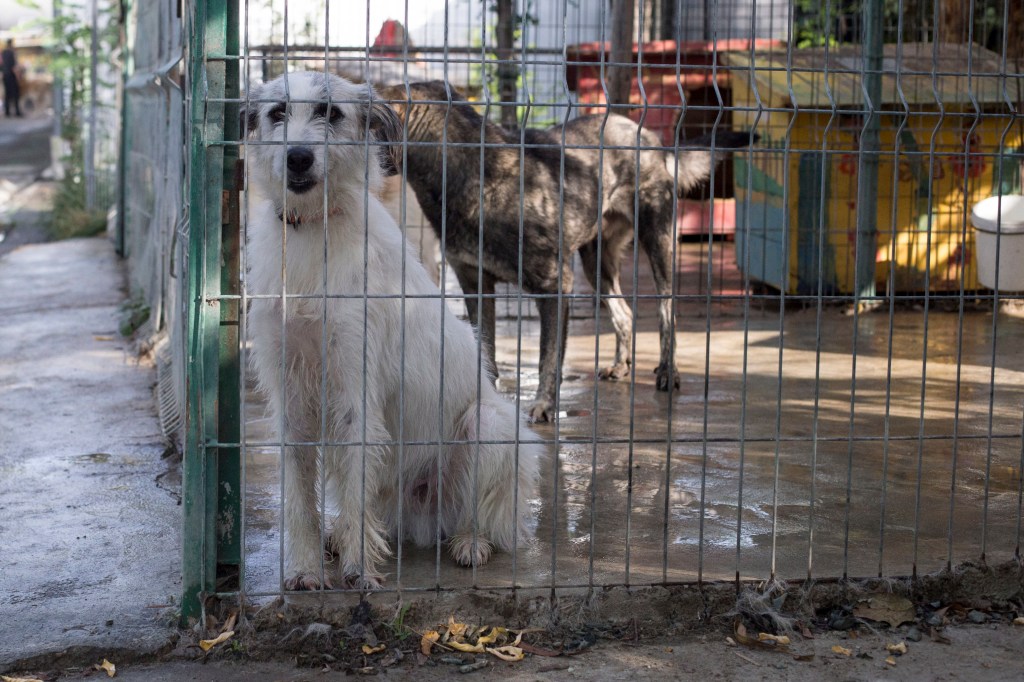 Câine în adăpost. Foto: Inquam Photos / Alexandra Pandrea